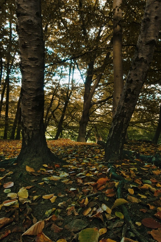 trees in an area that has fallen leaves on the ground