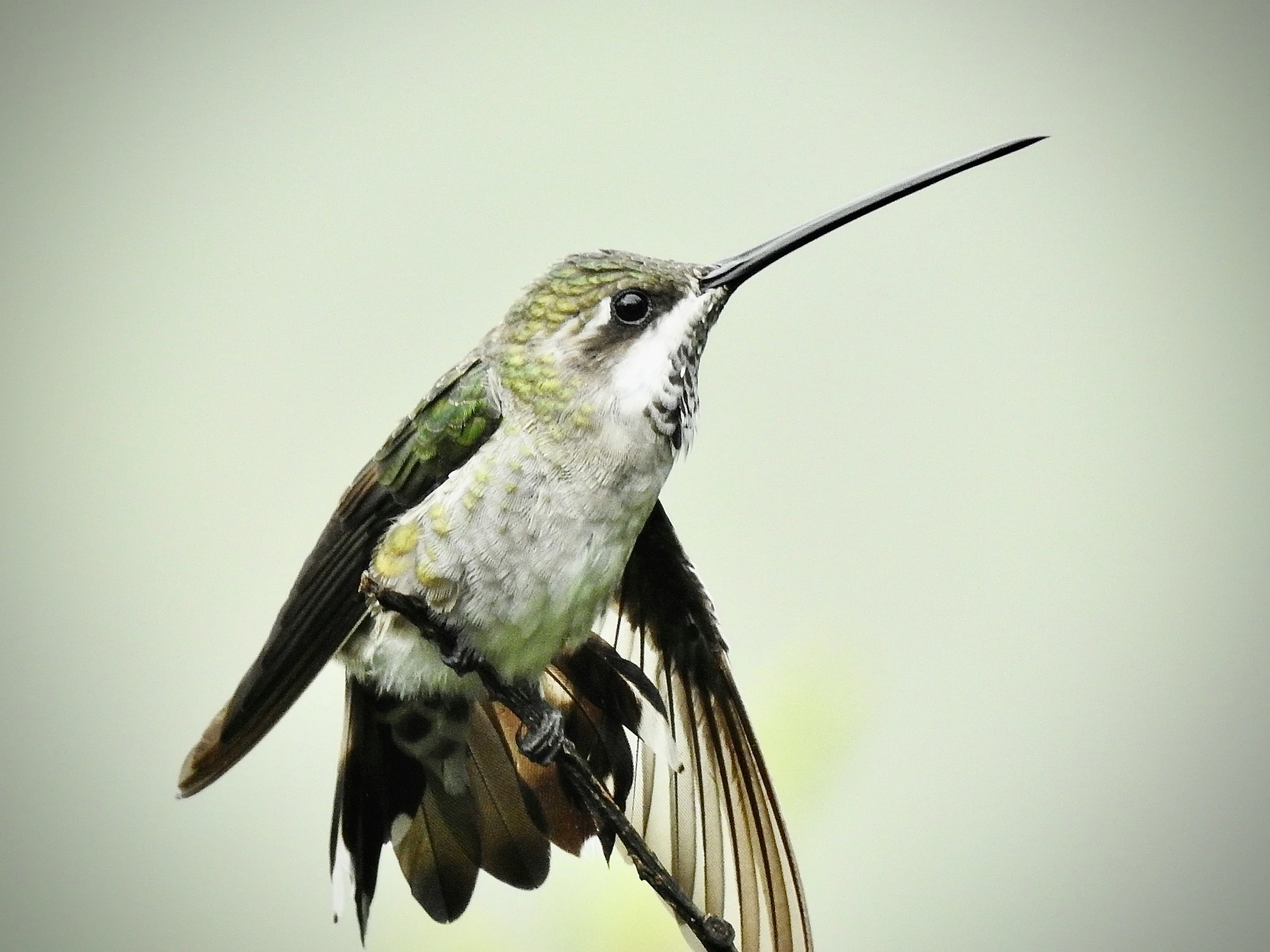 a hummingbird flying through the air while reaching for soing