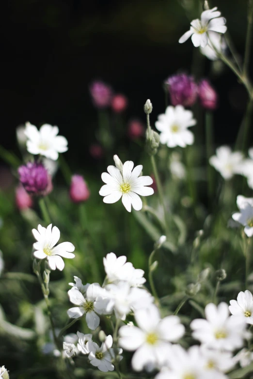 small white daisies growing in a garden