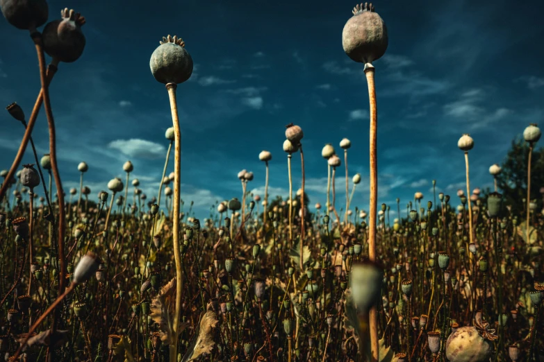 these wild flowers were once just about ready to wilt