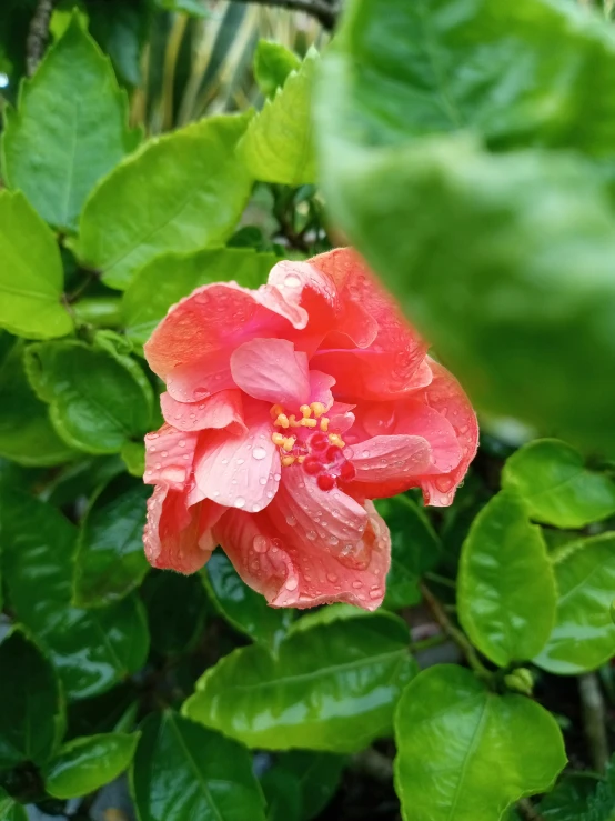 a single red flower in the midst of leaves