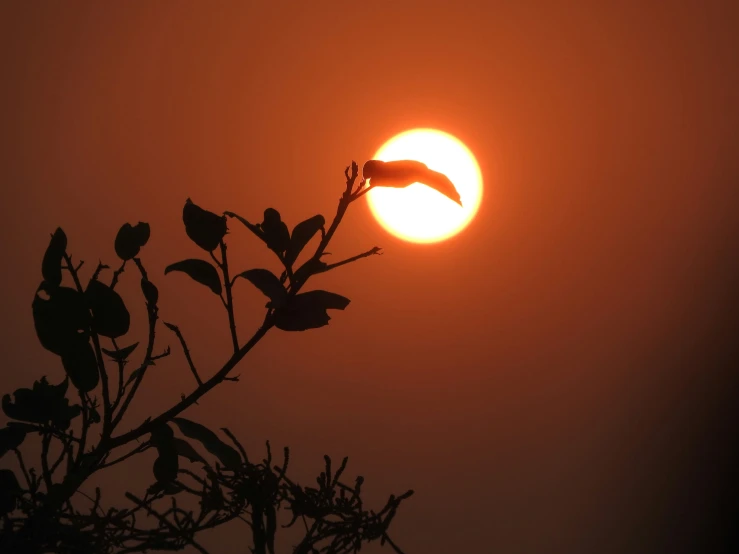 the sun seen behind a tree nch in the air