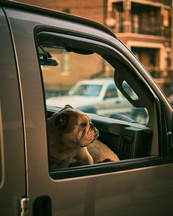 a pug sitting inside the drivers side window of a truck