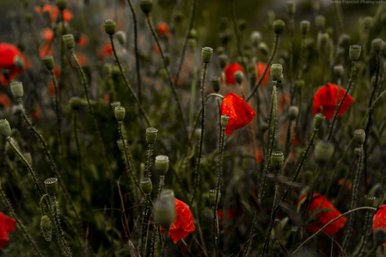 a field full of flowers and grass with water droplets