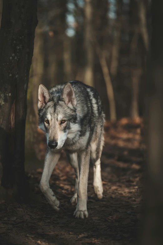 a wolf walking through the woods during the day