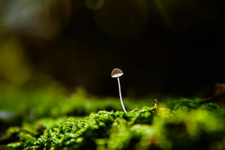 a mushroom is growing on some moss