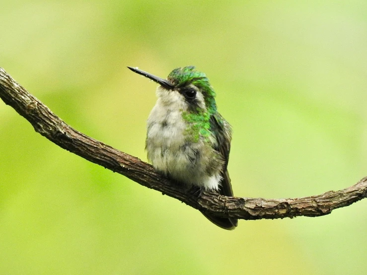 a hummingbird with bright green feathers perches on a nch