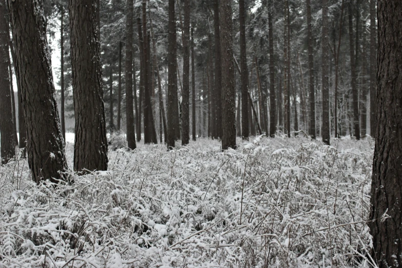 the tree trunks are covered in thicket of snow