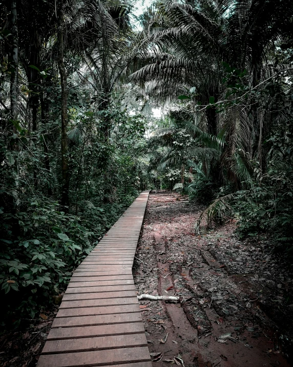 a dark trail in a dense forest with a path leading to the top