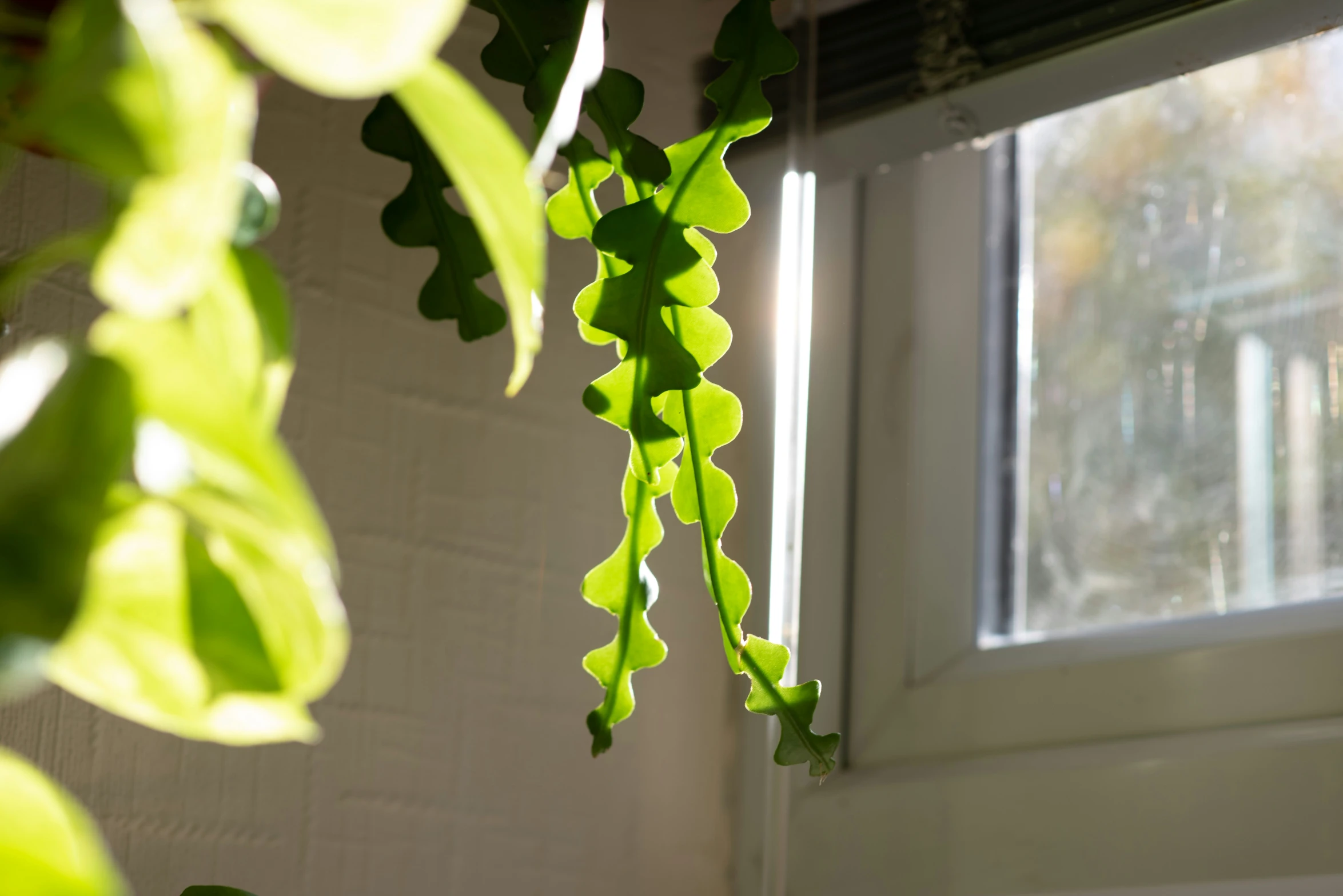the hanging plant has bright green leaves