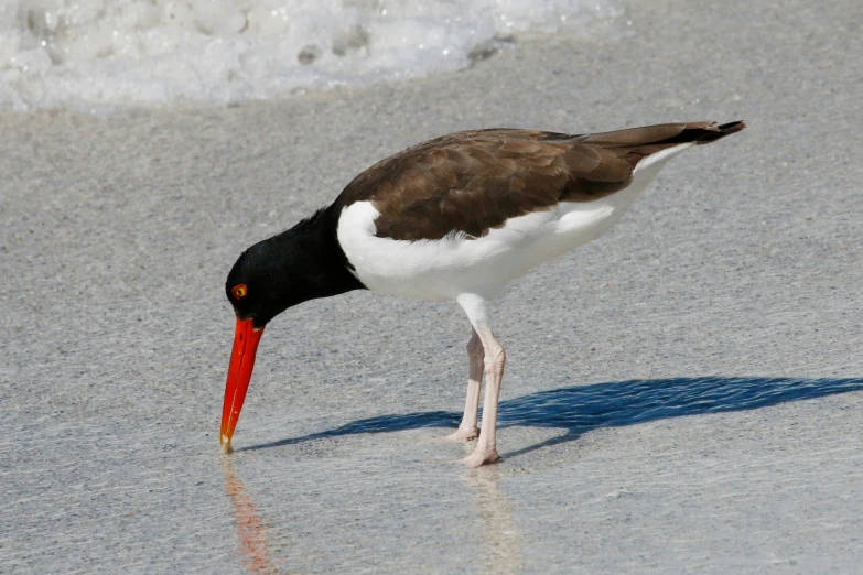 a bird with long legs and a red beak in the sand