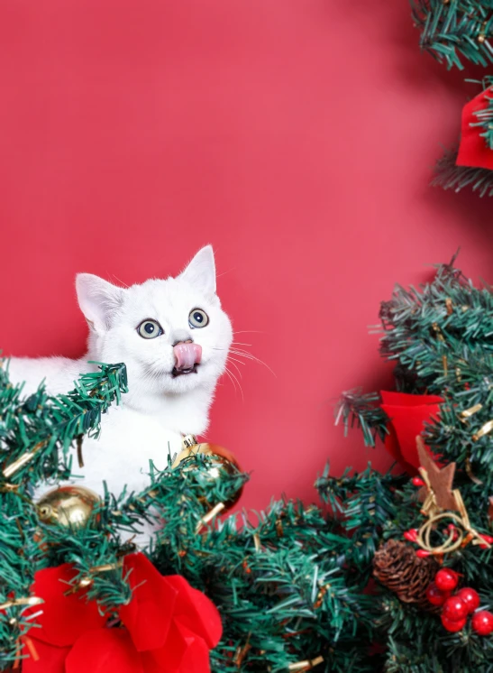 a white cat laying down in a tree