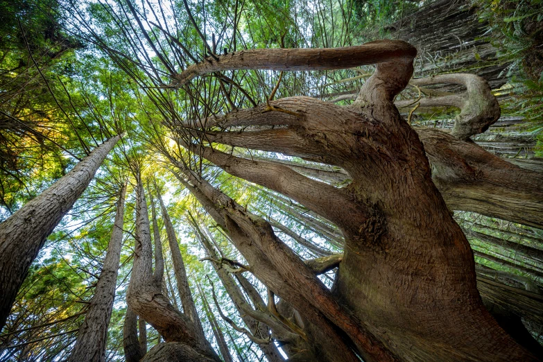 tall trees growing in a grove together in the woods