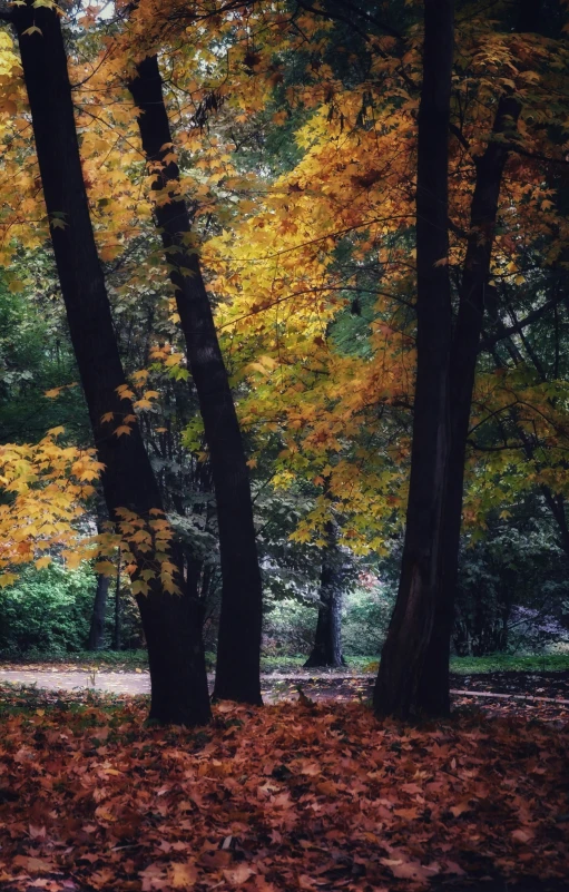 some very pretty trees with yellow leaves