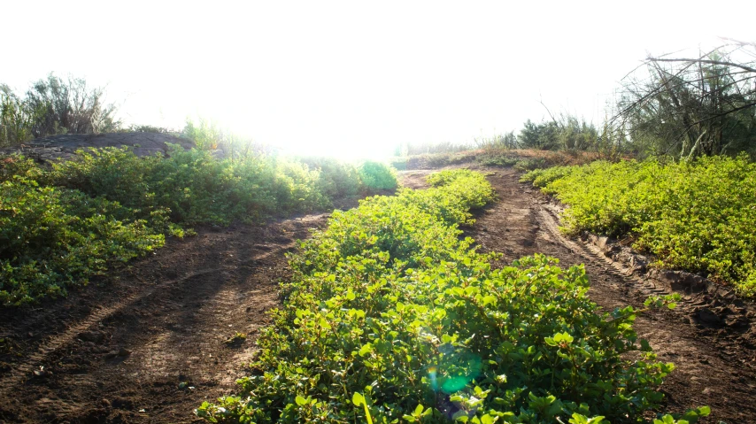 a dirt road going through a green forest