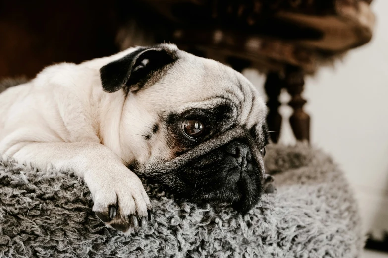 a pug sleeping on top of a couch cushion