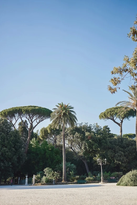 a bunch of trees that are sitting on a beach