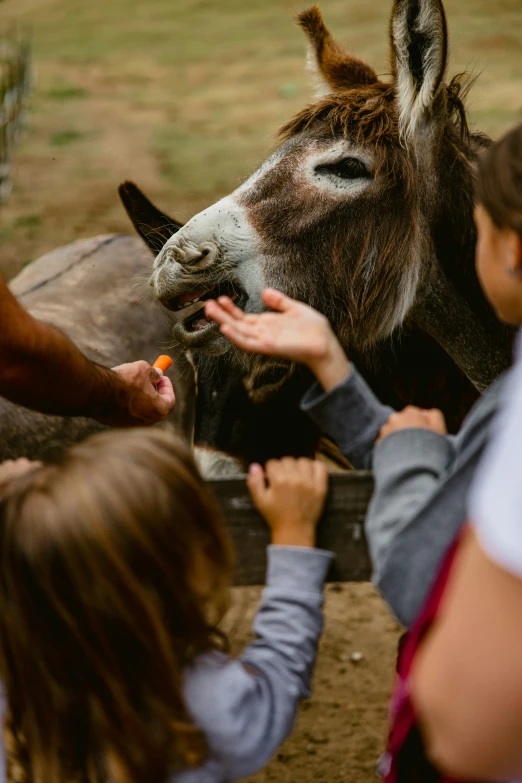 two people feeding and petting a donkey