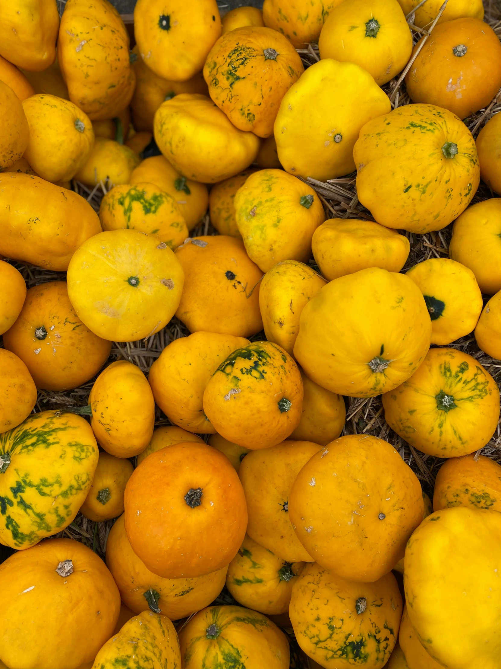 large yellow fruit sitting on display in the sun