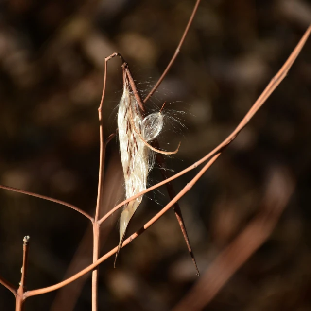 a small insect sitting on top of a twig