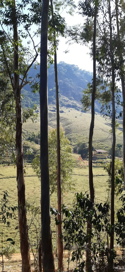 a giraffe in the woods with the ground beneath it