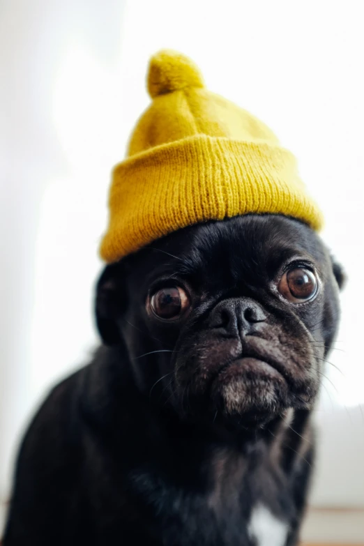 a pug with a yellow hat staring