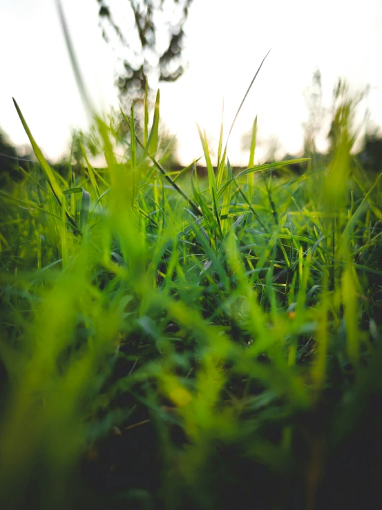 green grass with a thin tree in the background