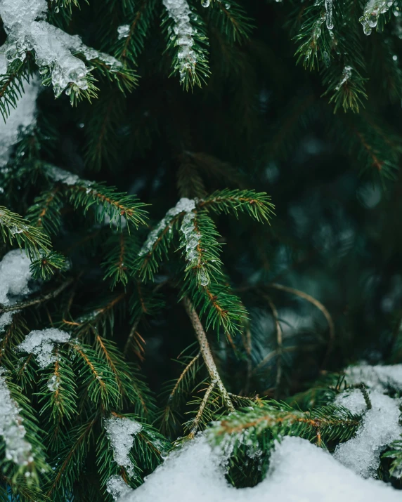 a close up view of the nches of a pine tree