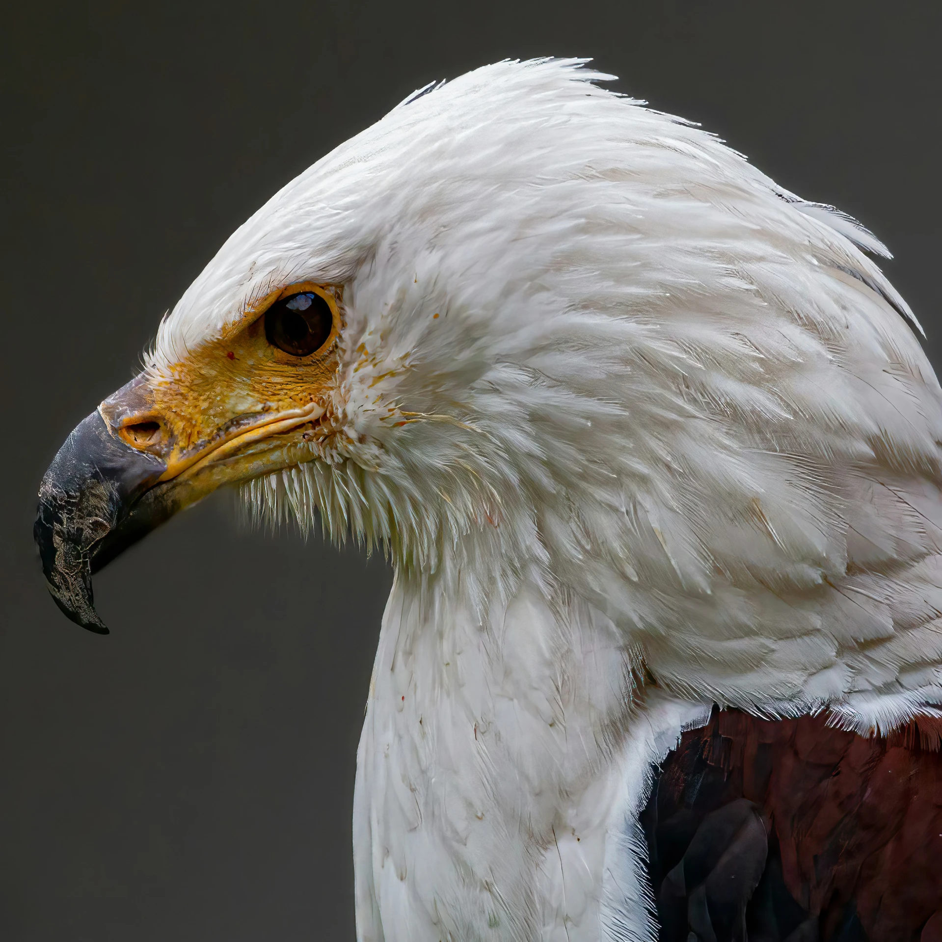 a bird with a white and black beak