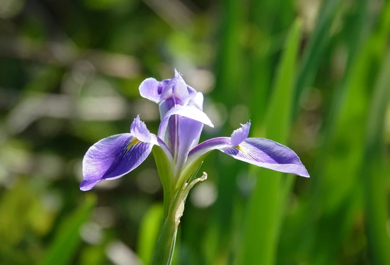 a single purple flower with green background