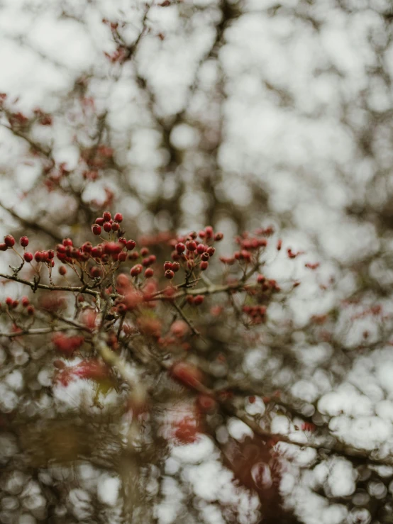 a tree is shown with small red flowers