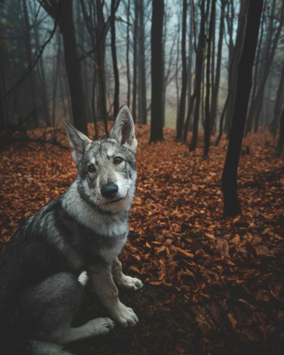 a wolf sitting in a forest during the day