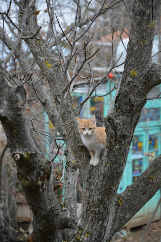 a cat sitting on a tree limb outside