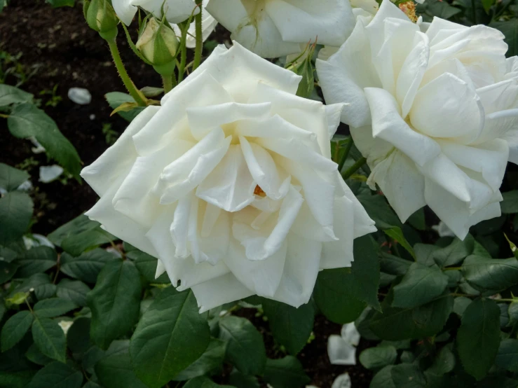 two white roses are hanging from a green bush