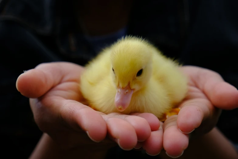 a young chick being held in the palm of someone's hands