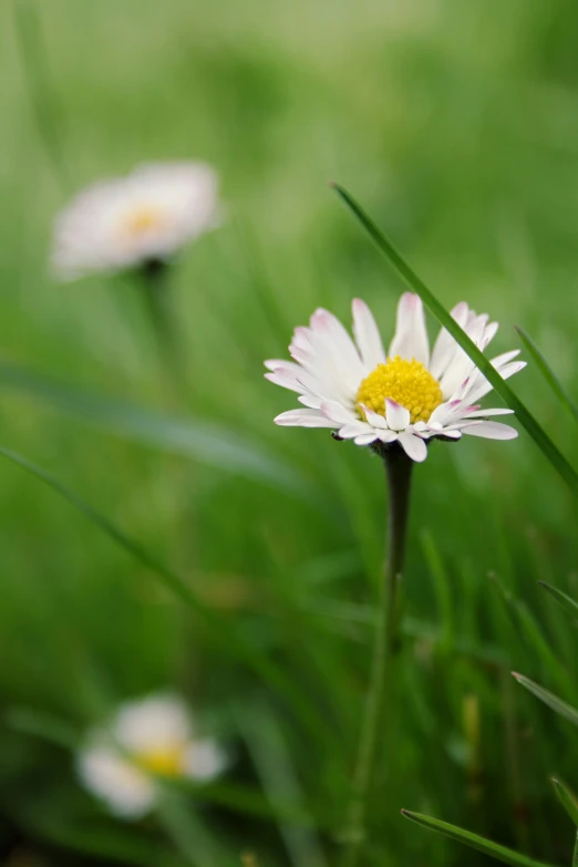 a group of white flowers with yellow center sitting in grass