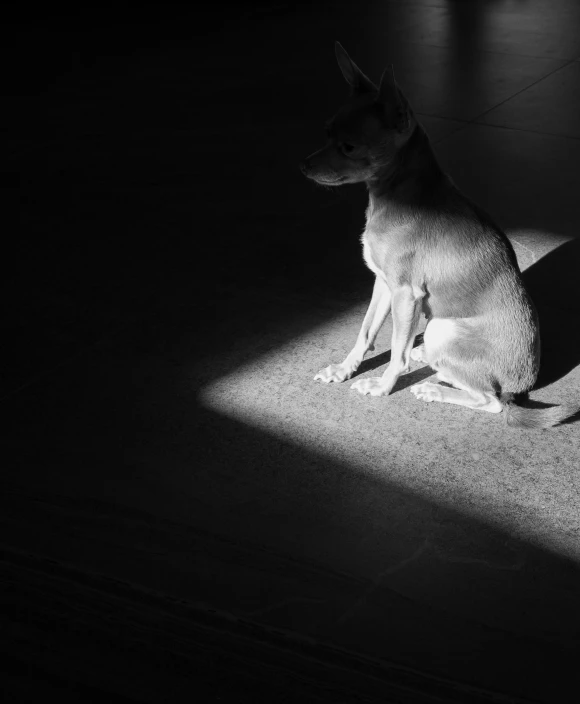 a dog sitting in the dark on a floor