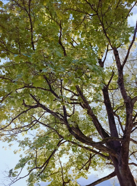 the nches of a tree in fall with green leaves and a blue sky behind