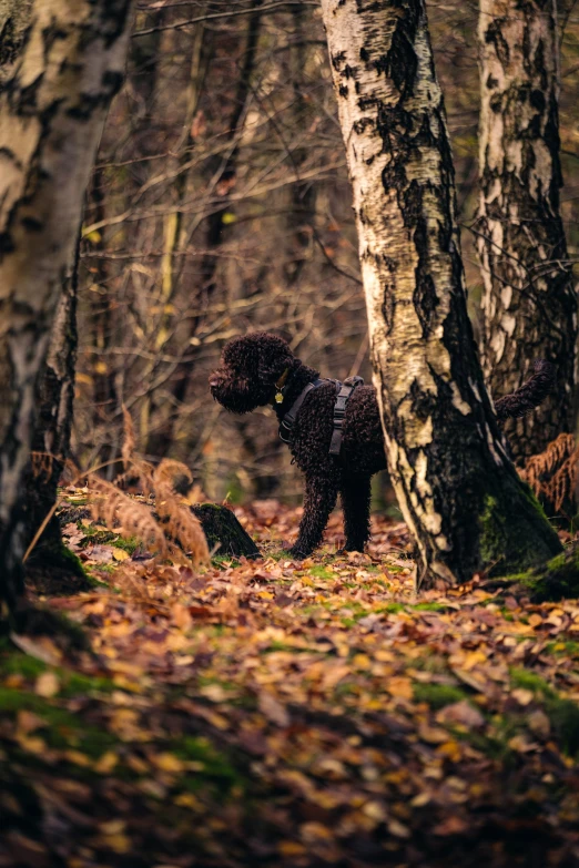 a black dog is standing near a tree