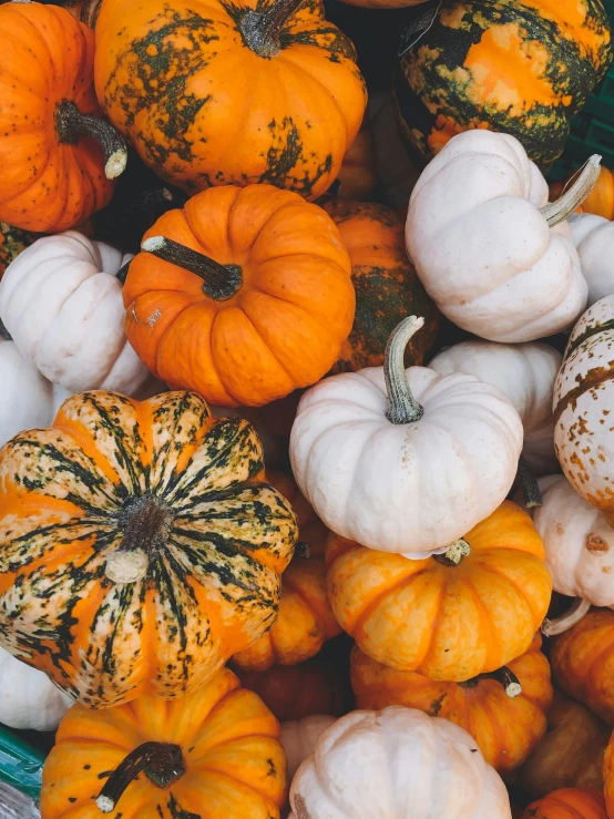 pumpkins piled in a pile with white and orange ones