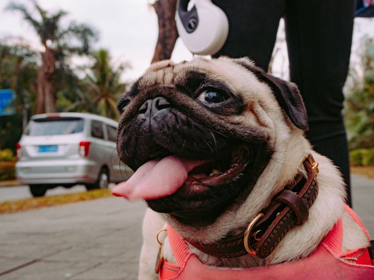 a dog wearing a leash, wearing a pink dress