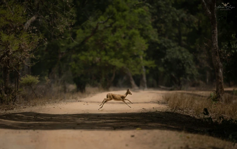 an animal runs across a dirt road surrounded by trees