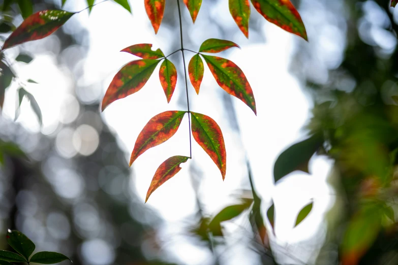 a close up s of leaves in the sun