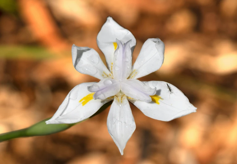 white flower in the foreground with yellow stamen