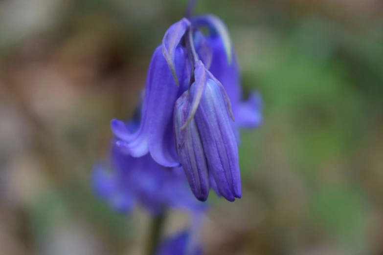 the purple flowers are in the field behind the blurry po