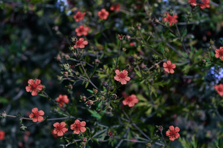 many small red flowers blooming near the green stems