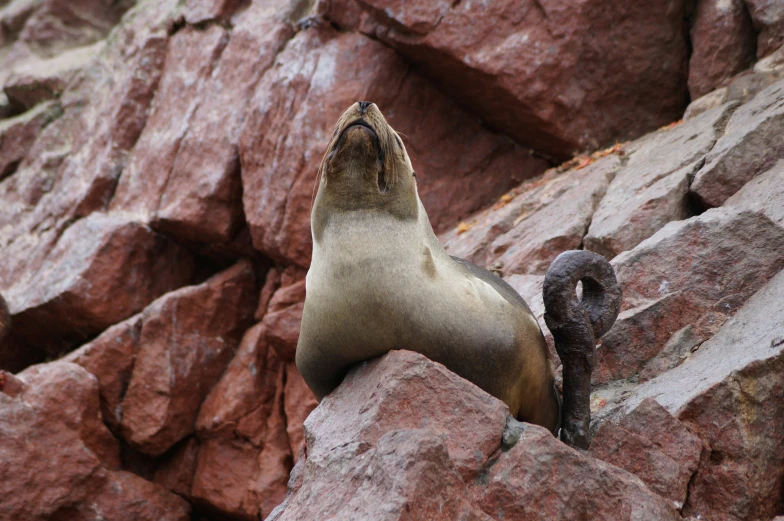 a sea lion on a rock with it's face stuck in the rocks