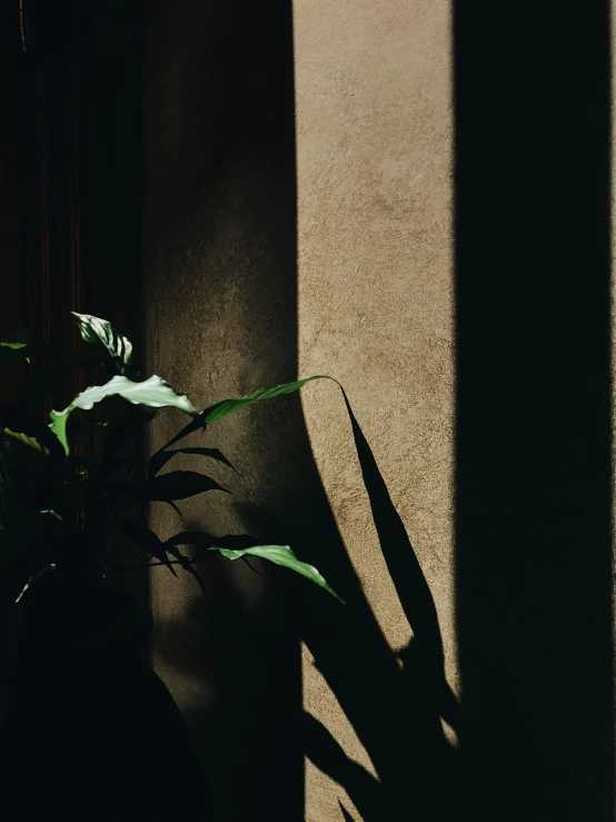 a dark po of a potted plant casting shadows