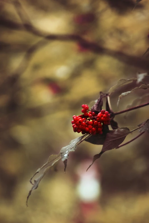 small red berries on the end of the nch