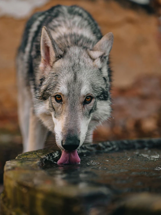 a wolf licks his lips with his tongue hanging out